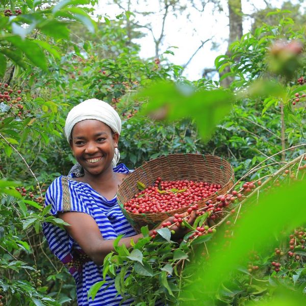 Ethiopia Gediyo