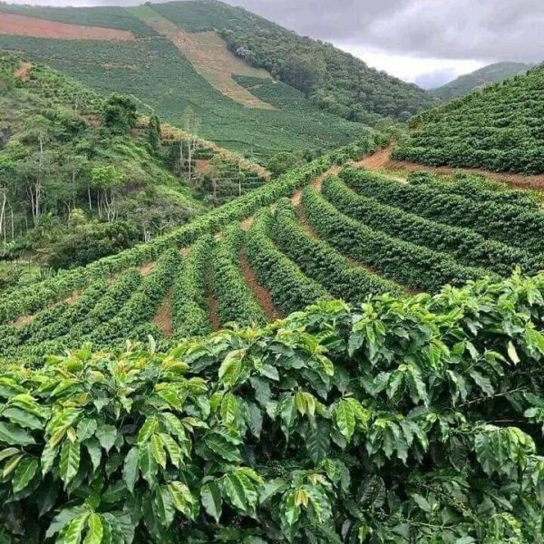 Mishele 100% Arabica - 1kg
